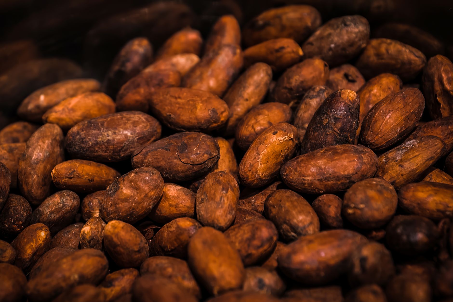 Fèves de cacao torréfiées