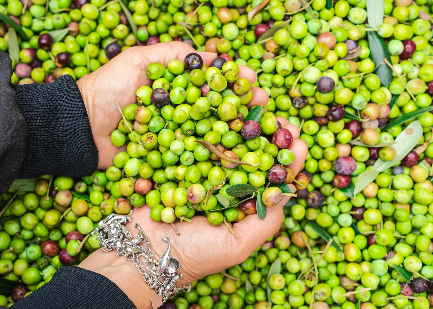 Des olives vertes fraîchement cueillies tenues à pleines mains.