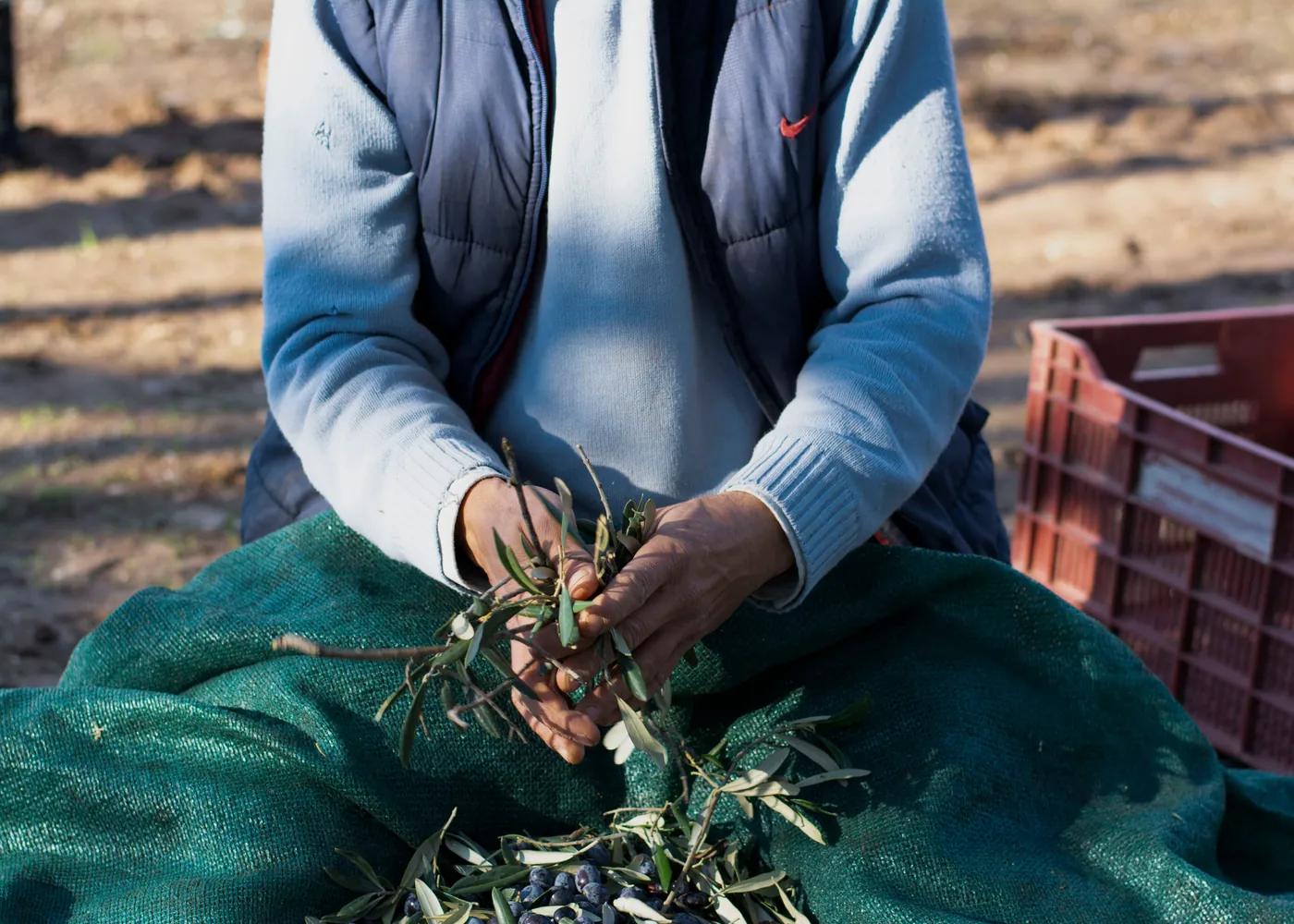 Un récoltant trie des olives sur le filet étendu au pied des arbres.